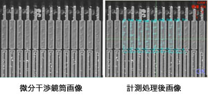 微分干渉鏡筒画像　計測処理後画像